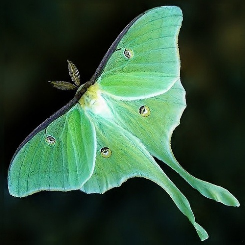 WP1.luna-moth