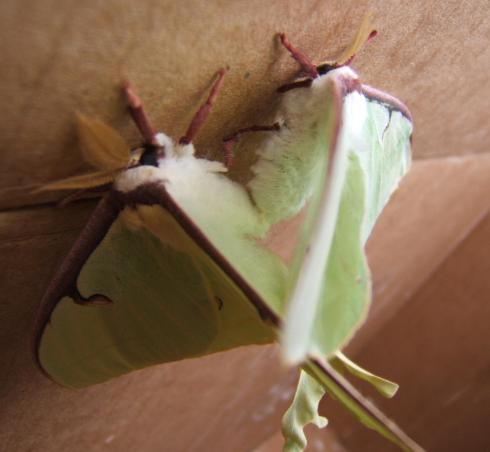 WP2.Luna Moth Mating