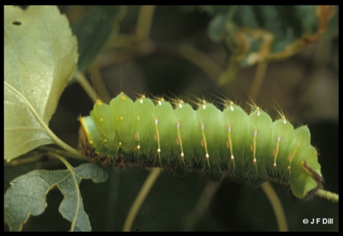WP5.Caterpillar